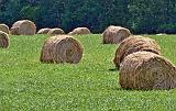 Field Of Bales_P1010630